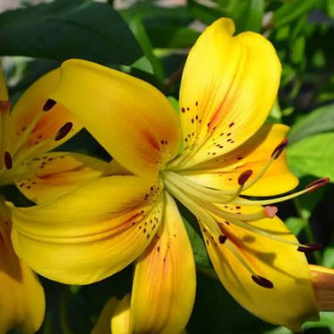 Golden Matrix Asiatic Lily Seeds