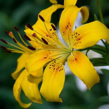 Golden Matrix Asiatic Lily Seeds
