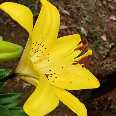 Golden Matrix Asiatic Lily Seeds