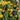 Rare Iris Seeds-Golden Panther