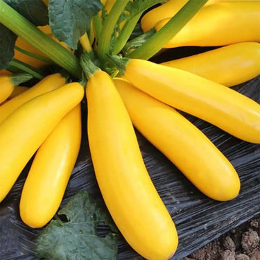 Semillas de calabacín dorado