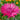 Graciosa Cornflower Seeds