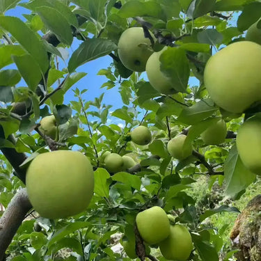 Granny Smith Apple Seeds