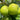 Granny Smith Apple Seeds