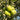 Granny Smith Apple Seeds