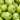 Granny Smith Apple Seeds