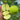 Granny Smith Apple Seeds