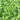 Young green amaranth plants growing densely