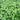 Green amaranth leafy growth in a garden bed