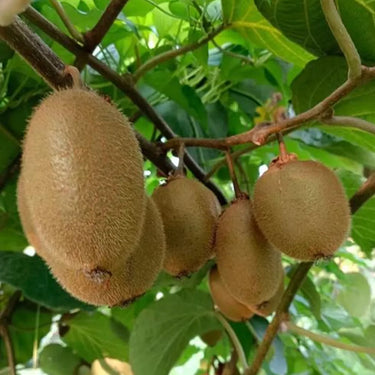Green Kiwi Cui Xiang