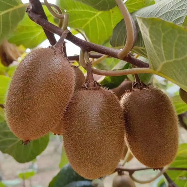 Green Kiwi Cui Xiang