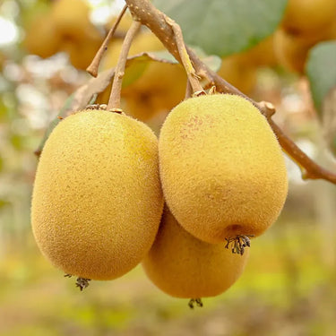 Green Kiwi Jinyan