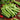 Green Peas