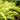 Hakonechloa macra Seeds