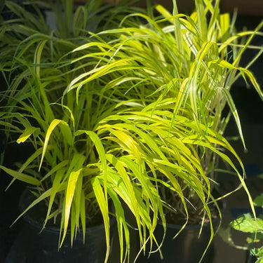 Hakonechloa macra Seeds