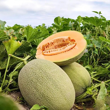 Hami Melon – Sweet Honey Flavor