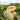 Hami Melon – Sweet Honey Flavor