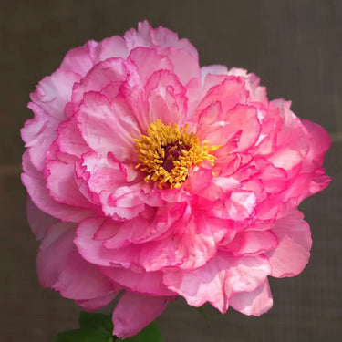 Hanakisoi Peony Seeds