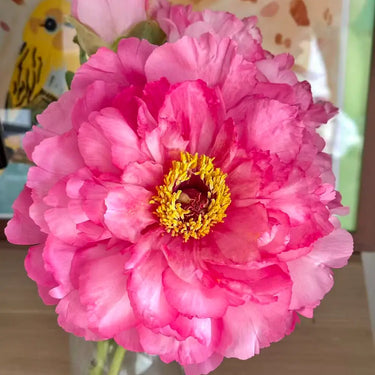 Hanakisoi Peony Seeds