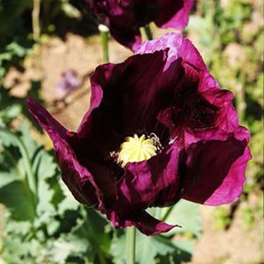 Harlem Oriental Poppy Seeds