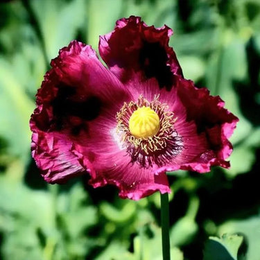 Harlem Oriental Poppy Seeds