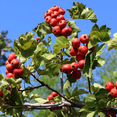 Clusters of small fruits on leafy branches against a blue sky