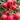 Close-up of clustered fruits with water droplets and green leaves