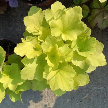 Heuchère, Citronnelle
