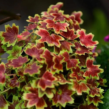 Semillas de Heuchera