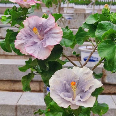 Hibiscus-Double Luna