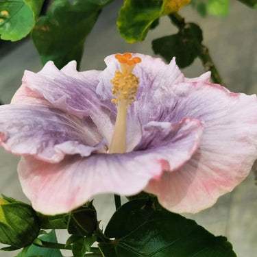 Hibiscus-Double Luna