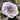 Hibiskus – Gefüllte Luna