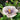 Hibiskus – Gefüllte Luna