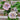 Hibiskus – Gefüllte Luna