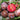 Hibiscus Plum