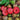Hibiskus-Pflaume