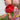 Hibiskus-Pflaume