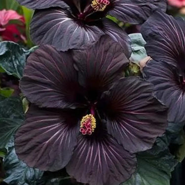 Hibiscus Seeds-Black Magic