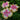Hibiscus Seeds-Butterfly