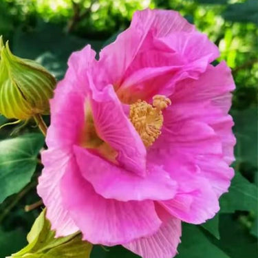 Hibiscus Seeds-Double-petal Pink Cotton Rose