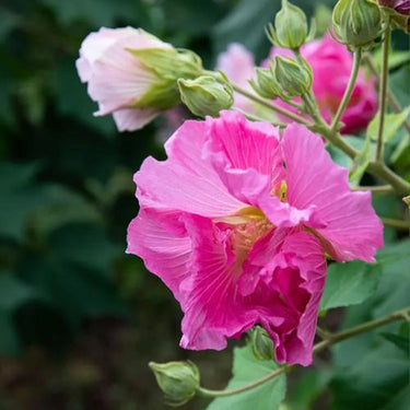 Hibiscus Seeds-Double-petal Pink Cotton Rose