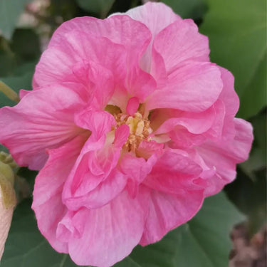 Hibiscus Seeds-Double-petal Red Cotton Rose