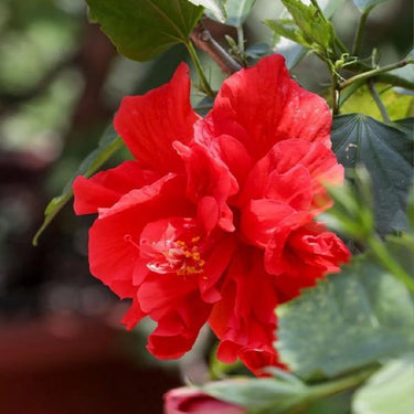 Hibiscus Seeds-Double-petal Red Hibiscus