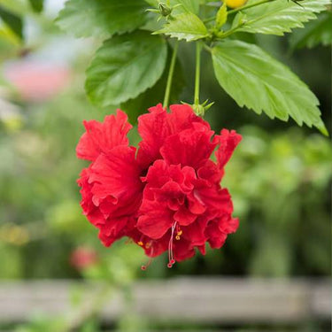 Hibiscus Seeds-Double-petal Red Hibiscus