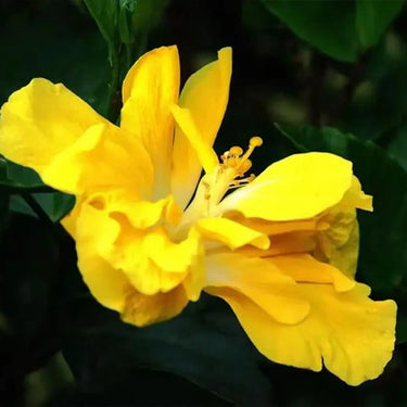 Hibiscus Seeds-Double-petal Yellow Hibiscus