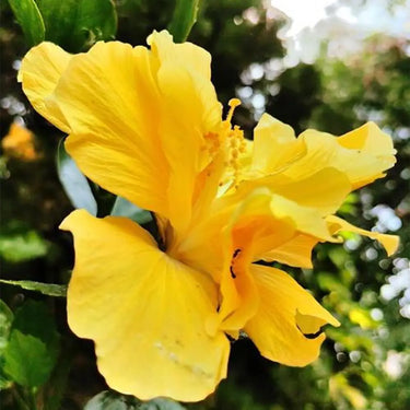 Hibiscus Seeds-Double-petal Yellow Hibiscus