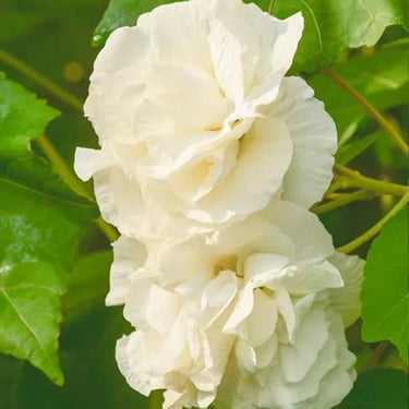 Hibiscus Seeds-Drunken Cotton Rose