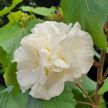 Hibiscus Seeds-Drunken Cotton Rose