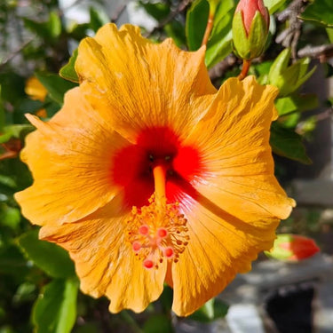 Hibiscus Seeds-Fire Eyes