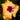 Hibiscus Seeds-Fire Eyes
